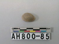 藏品(貝類)的圖片